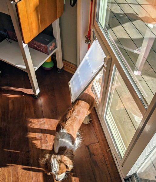Bebop coming in her new door