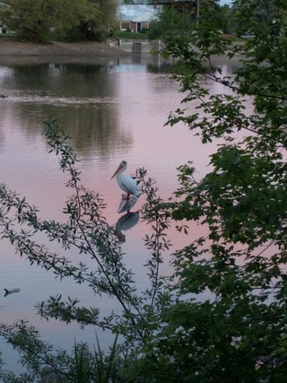 Life at Steed Pond