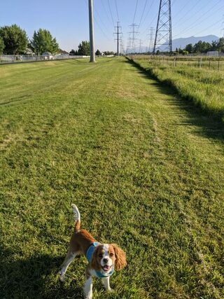 Walk with Bebop - June 13, 2020
