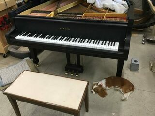 Shop Dog