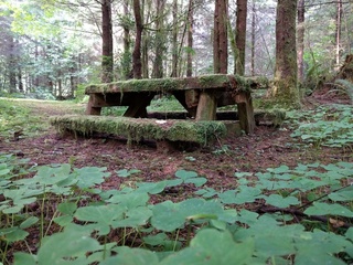 Fairy Picnic