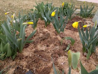 Daffodils
