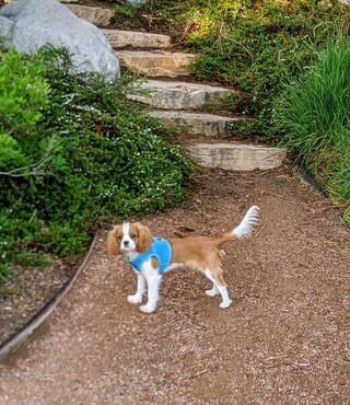 Walk with Bebop, May 30, 2020
