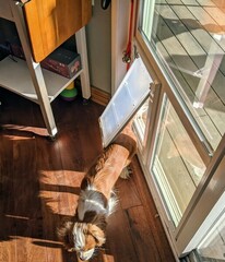 Pet Doors for Bebop