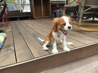 Walk with Bebop - June 3, 2020