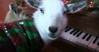 The Grandpa, The Piano, and The Goat