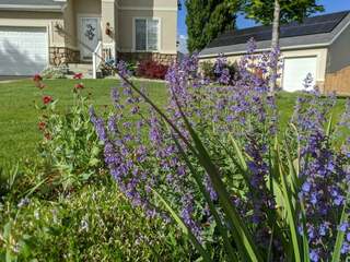 Terri's Garden 2020