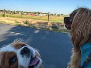 Morning with Bebop and Jazzy